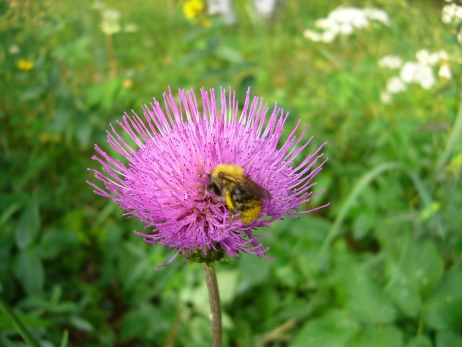 Серпуха медонос