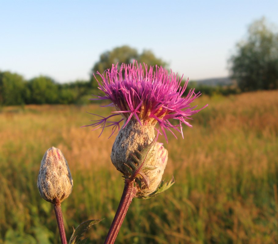 Серпуха Гмелина