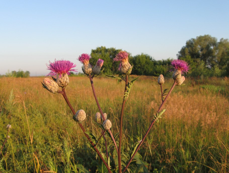 Серпуха зюзниколистная