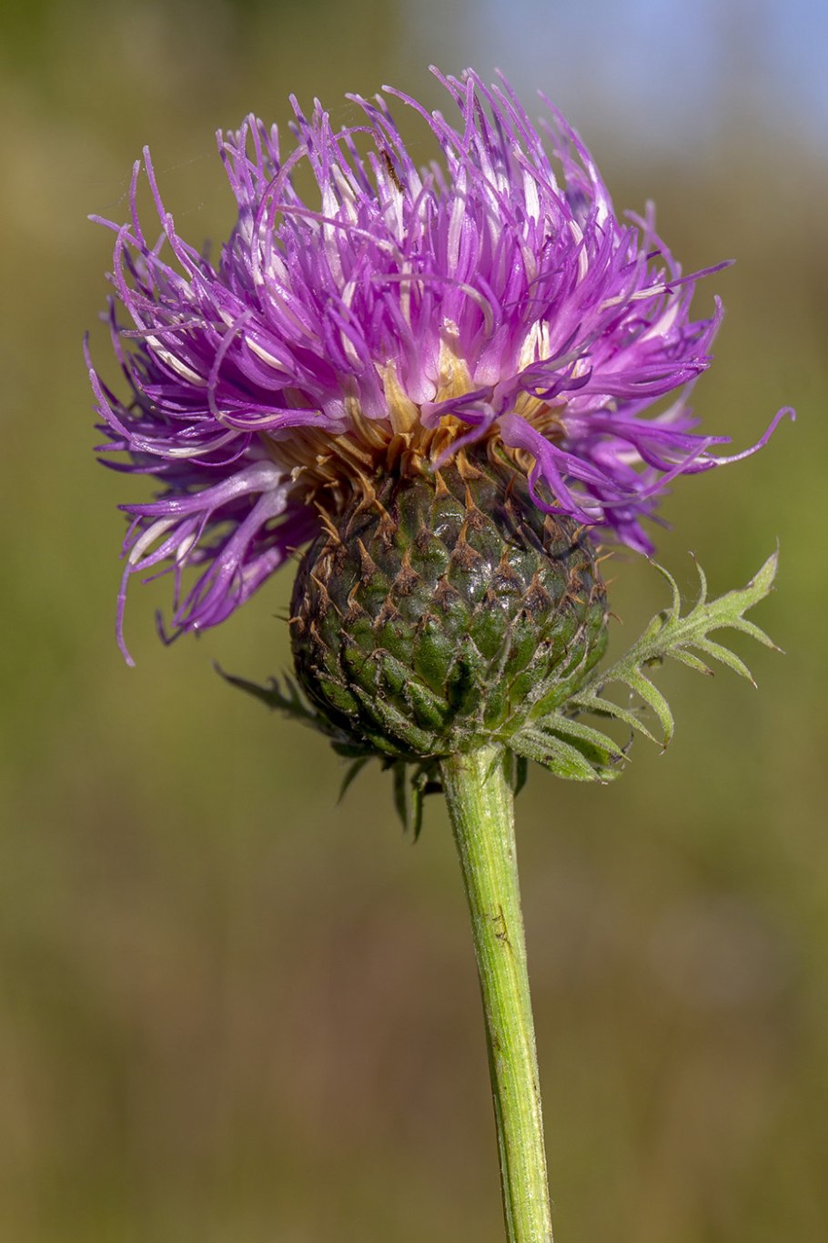 Серпуха медонос