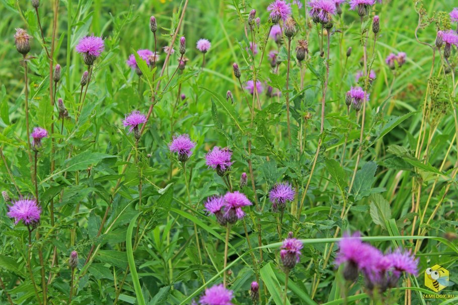 Серпуха красильная