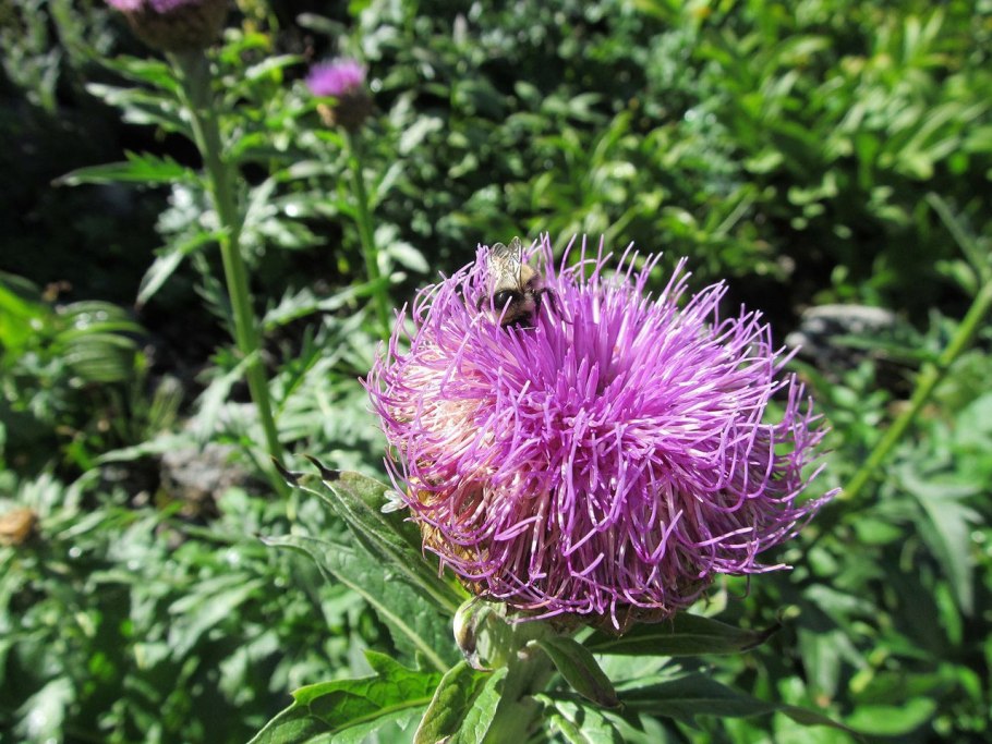 Левзея сафлоровидная