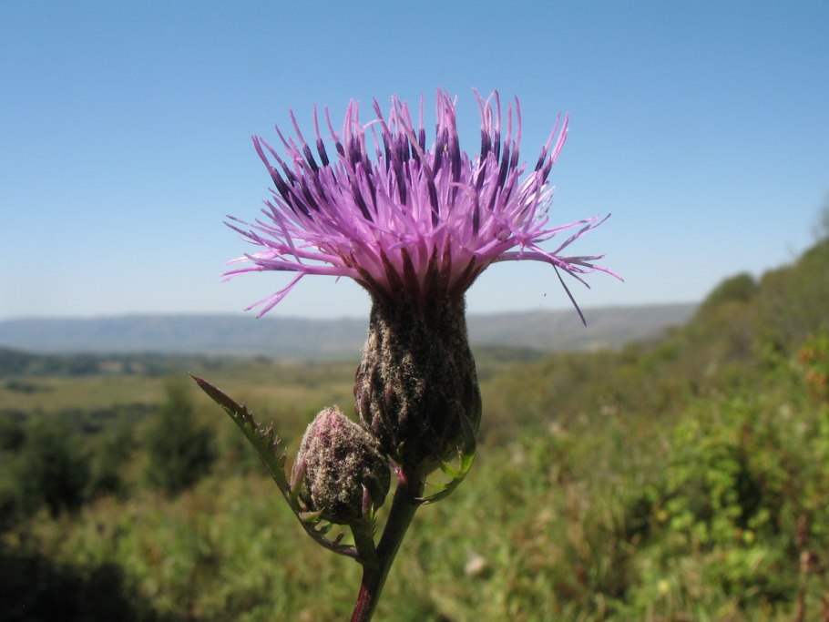 Серпуха Лучистая