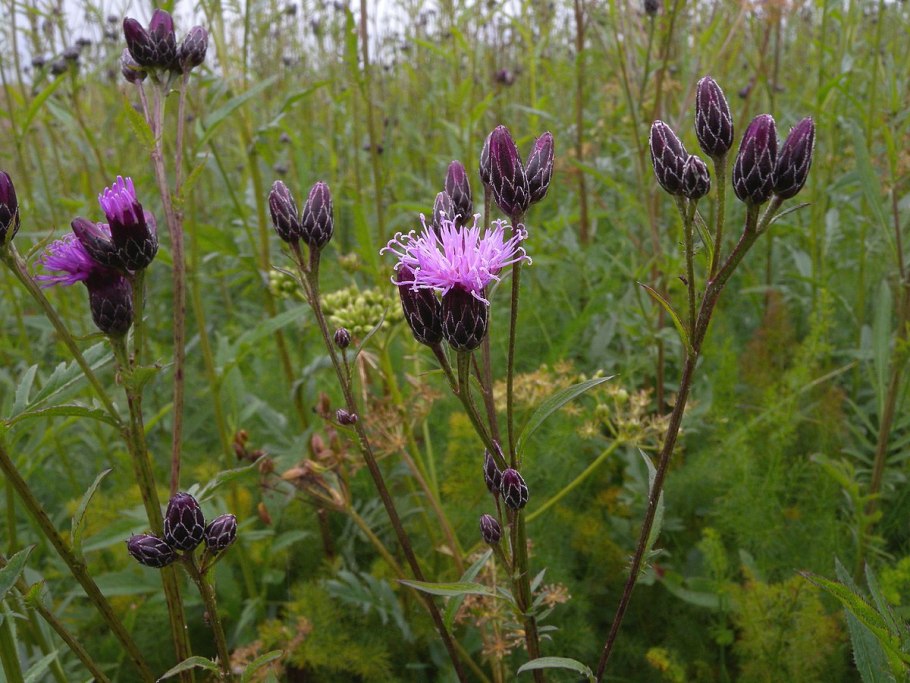 Серпуха растение