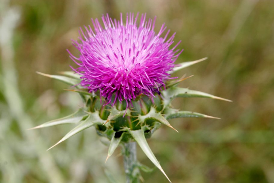 Расторопша пятнистая (silybum marianum)