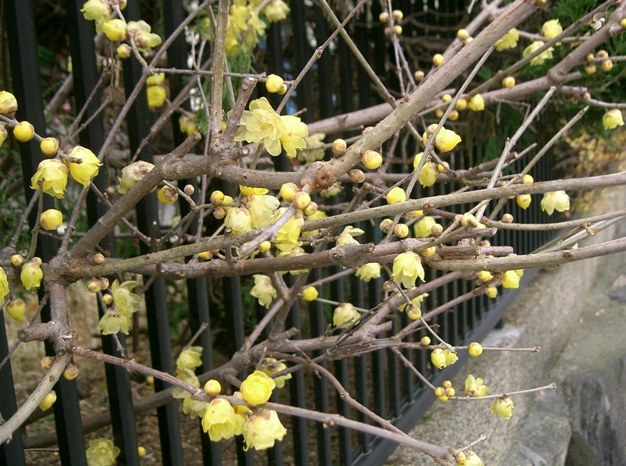 Chimonanthus praecox