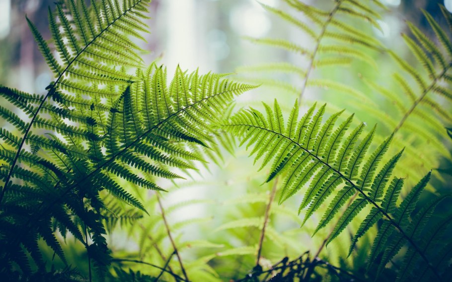 Лист папоротника орляка