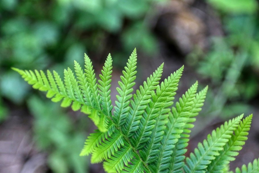 Папоротник (Polypodiophyta)