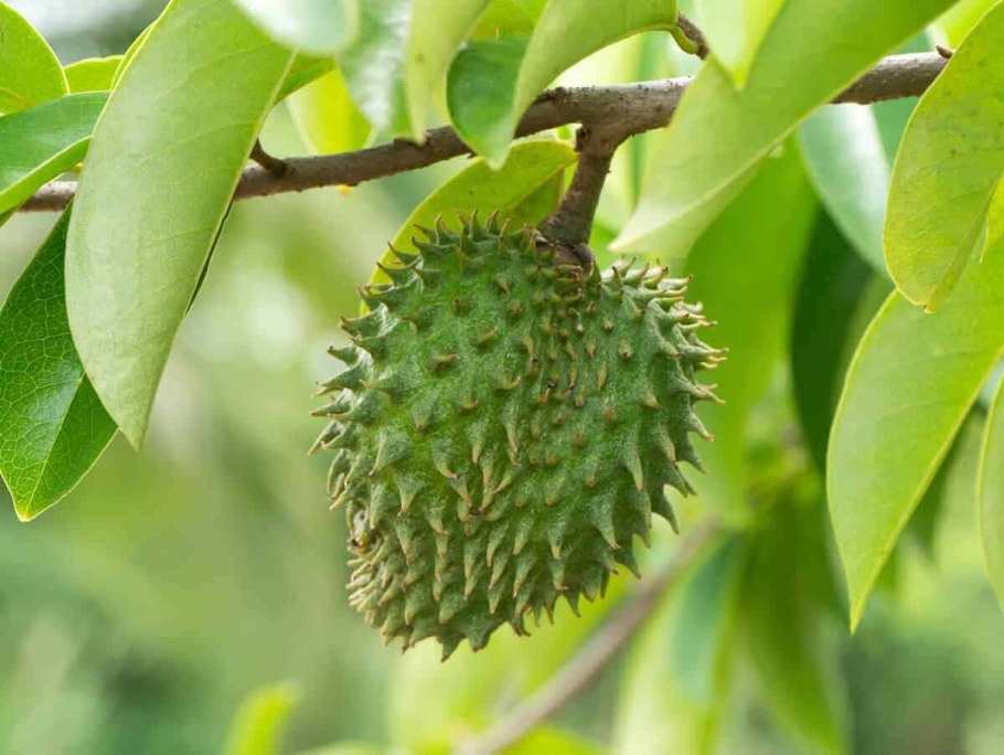 Аннона самоплодная