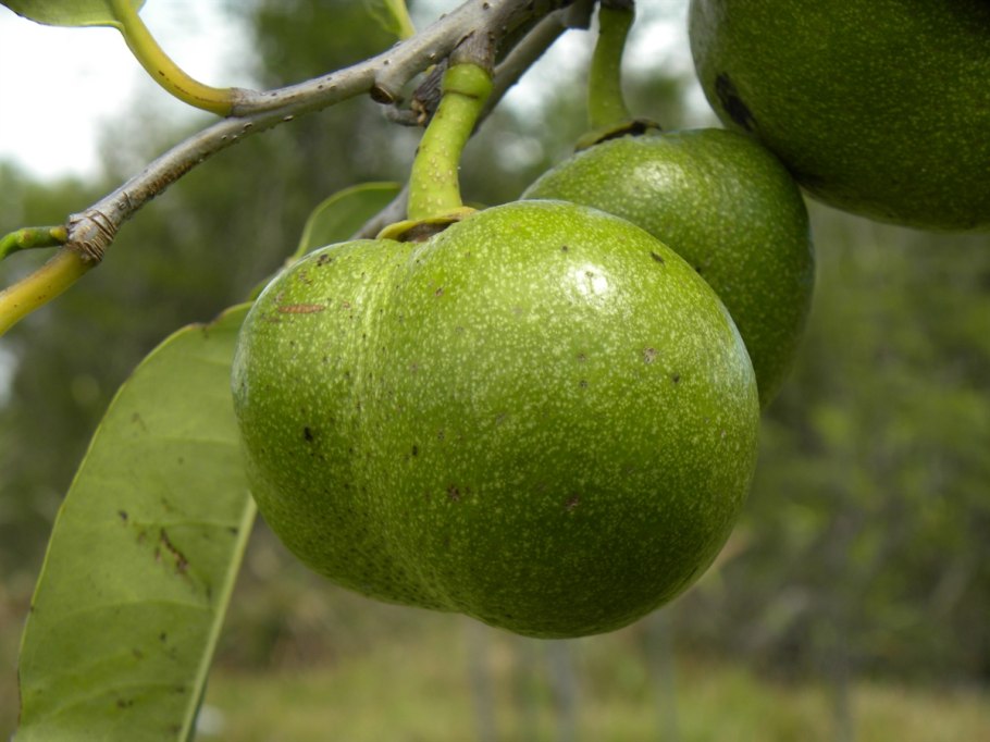 Черимойя дерево