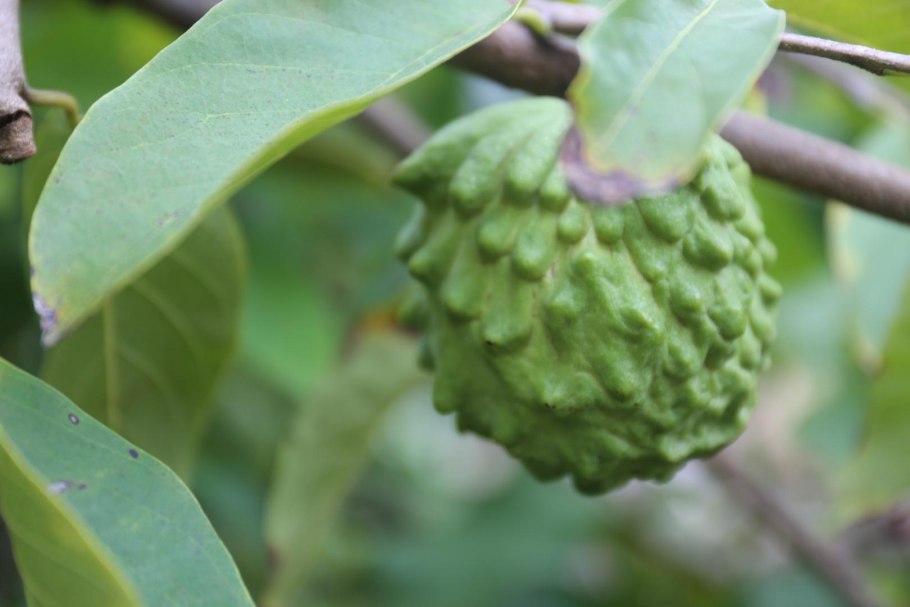 Pulpy киви гуанабана