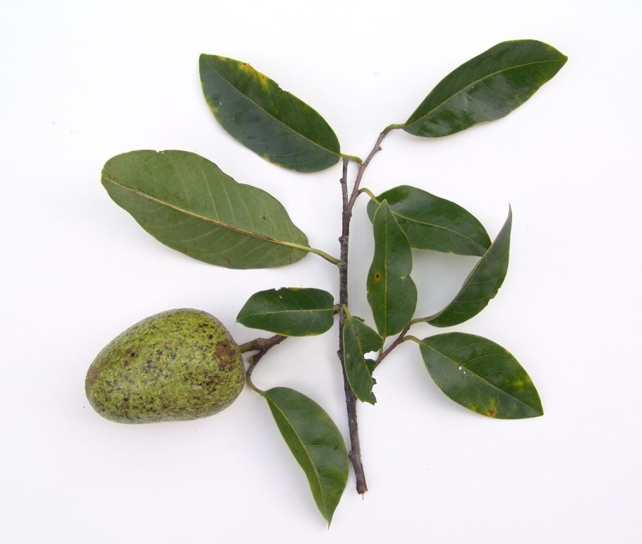 Яблоко аллигатора