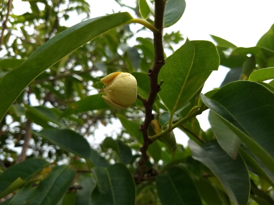 Зелено пятнистые гладкие плоды