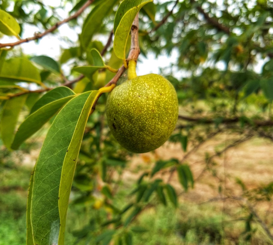 Аннона гладкая Annona_glabra_фото