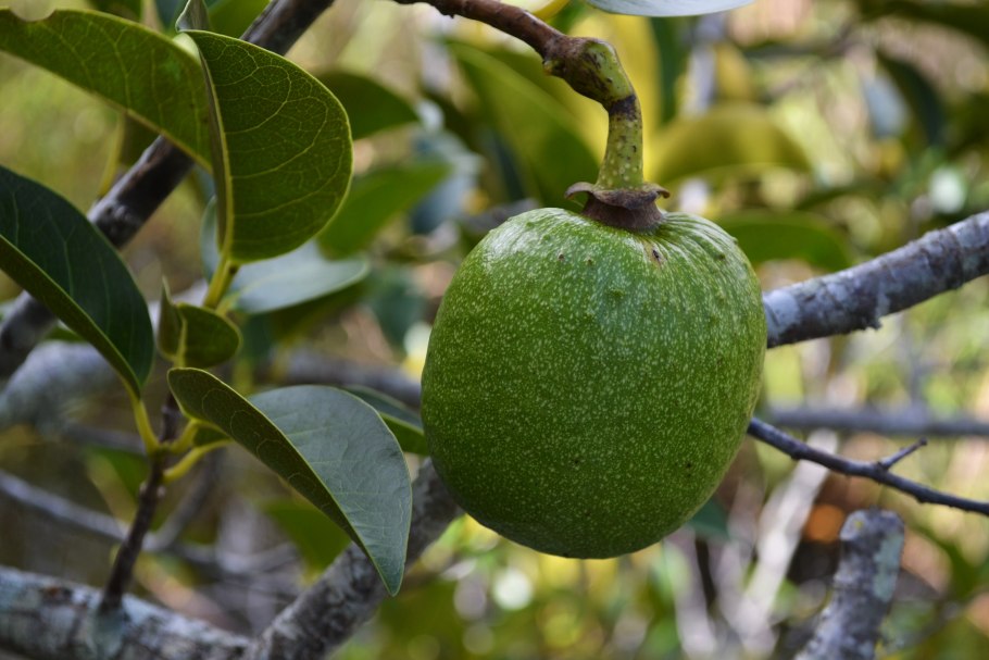 Дерево аннона гладкая