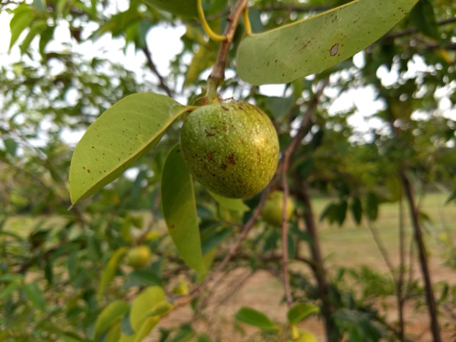 Псидиум АНГУЛАТУМ