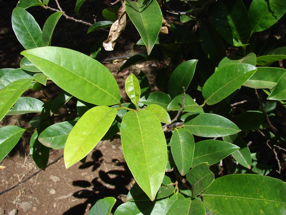 Аннона Сенегальская