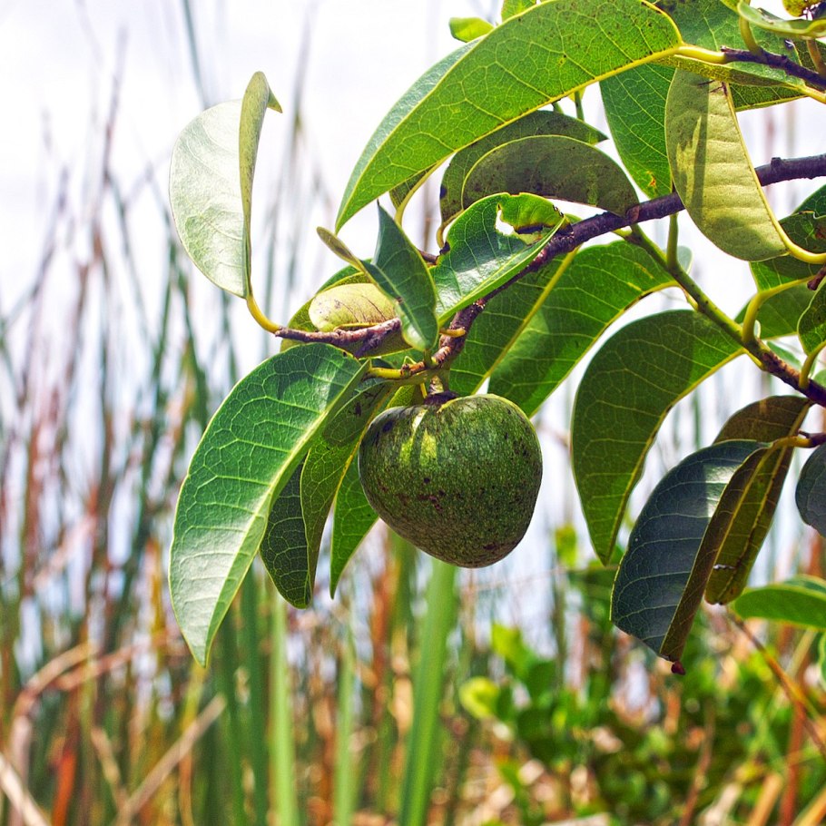Annona stenophylla