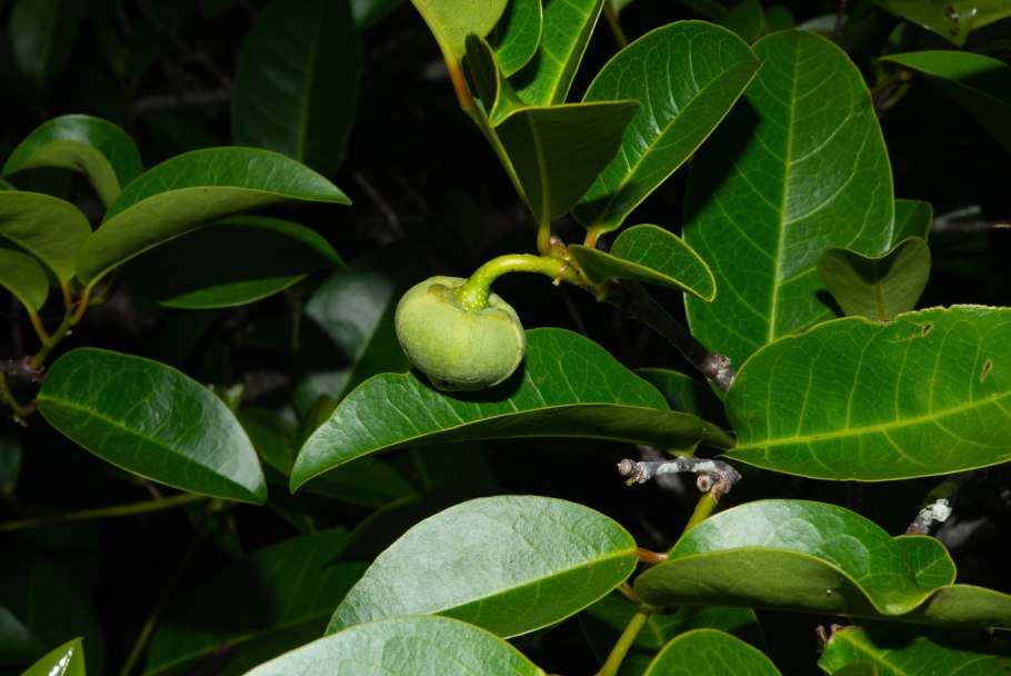 Дерево аннона гладкая