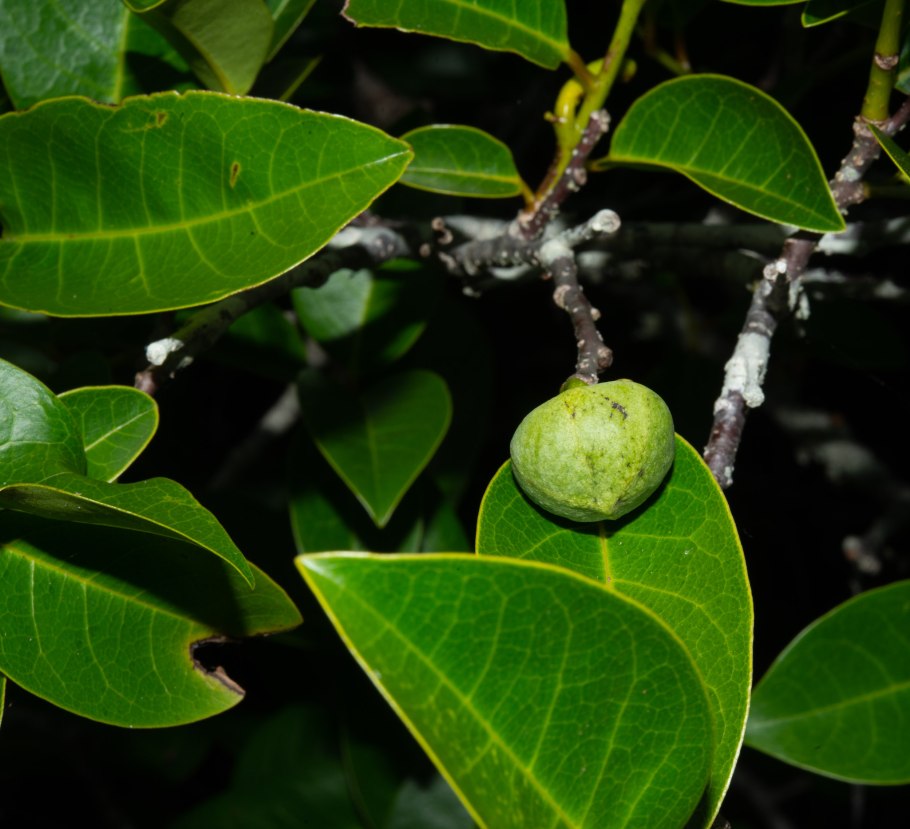 Дерево аннона гладкая фото