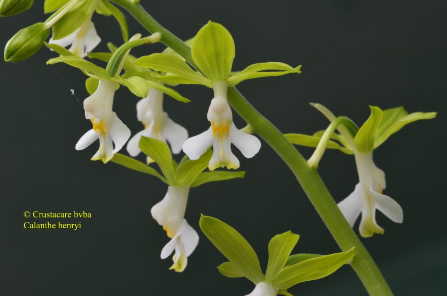 Каланта Сиболди (корр стриата)