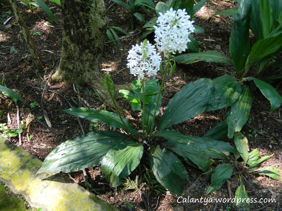 Каланта дуо