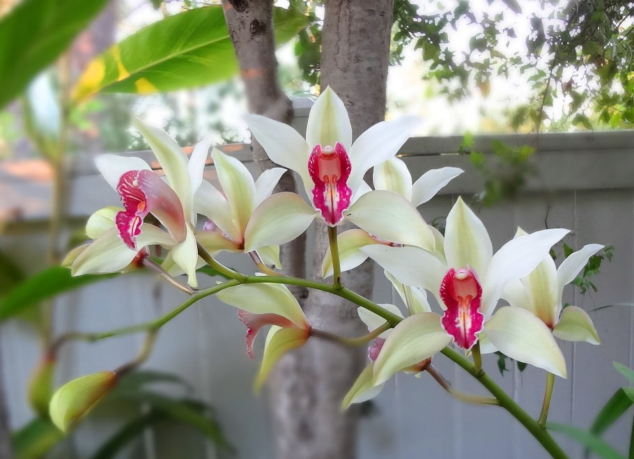 Каланта капли