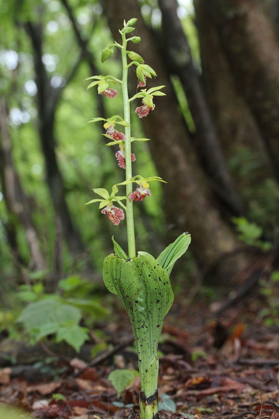Calanthe Cardioglossa
