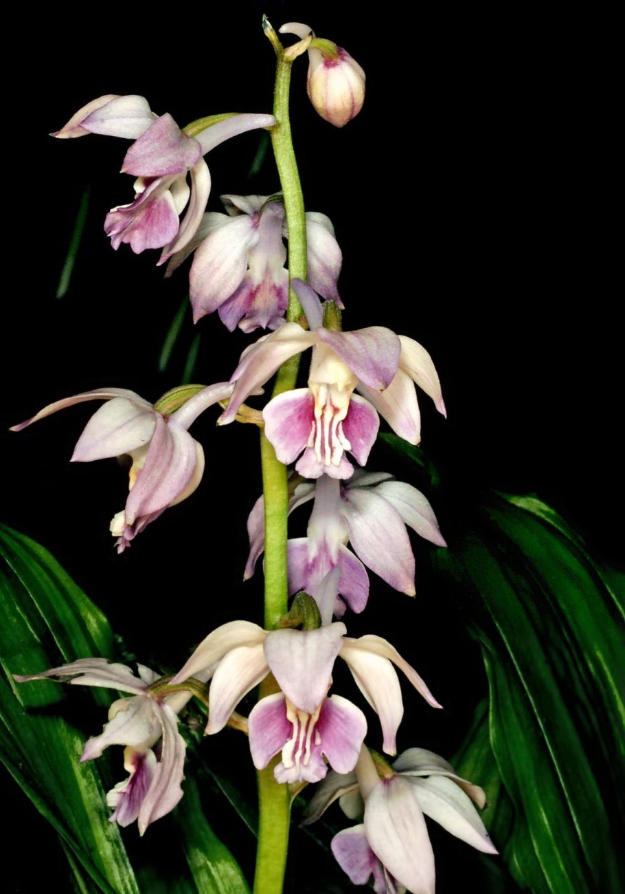 Каланта Трипликата гибрид (Лихт Пинк)