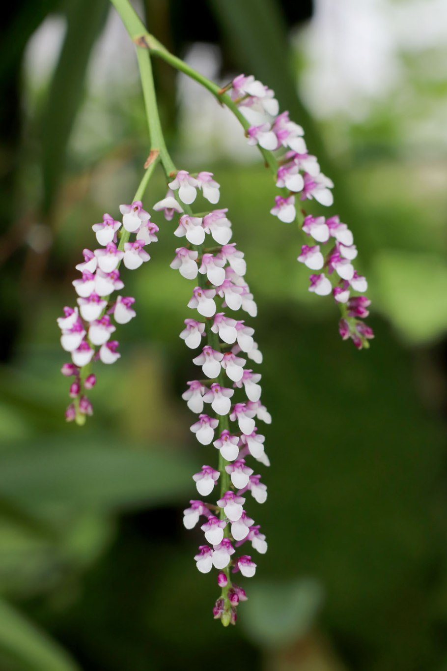 Каланта Орхидея Садовая