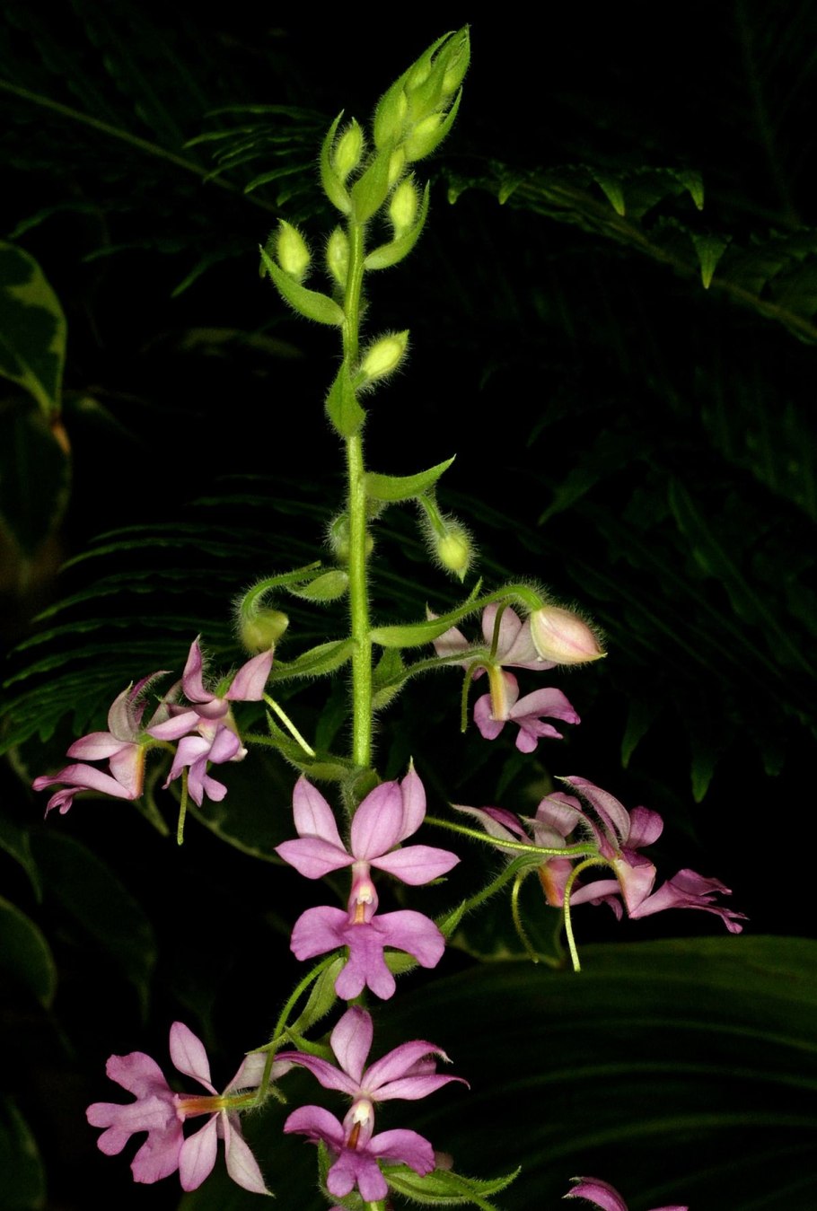 Калантэ Орхидея