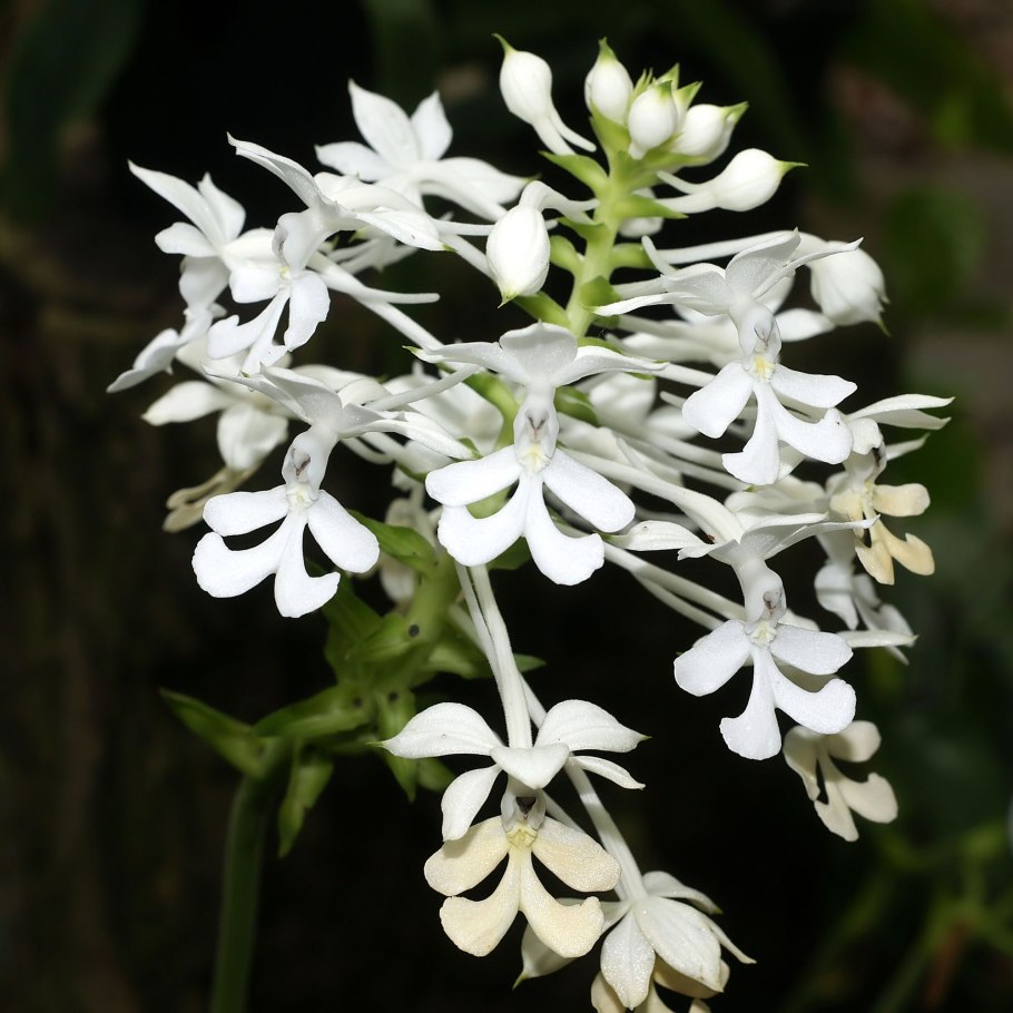 Calanthe discolor