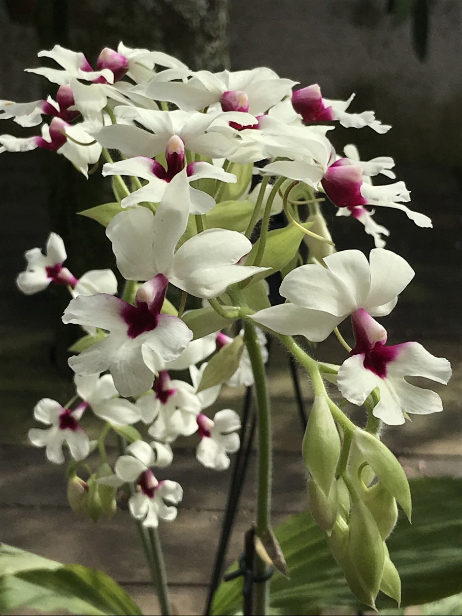 Каланта Сиболди (корр стриата)