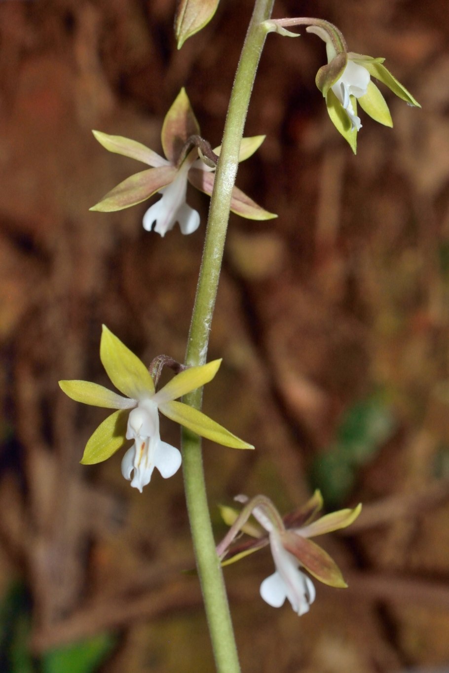 Каланта Сиболди