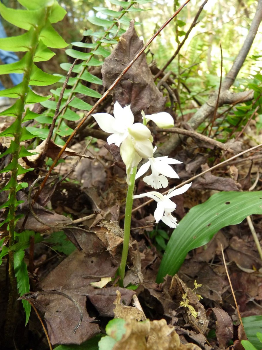 Орхидея Каланта