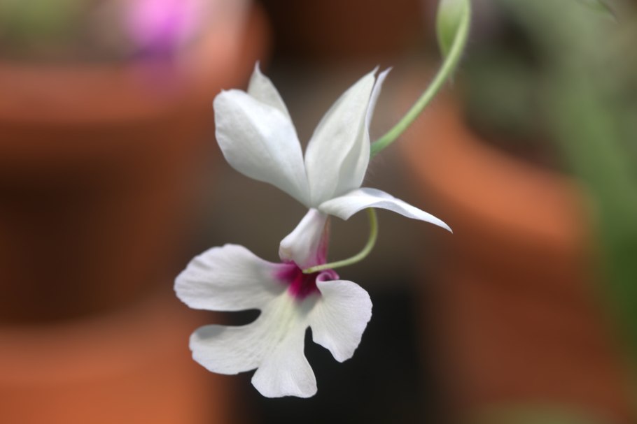 Каланта дуо