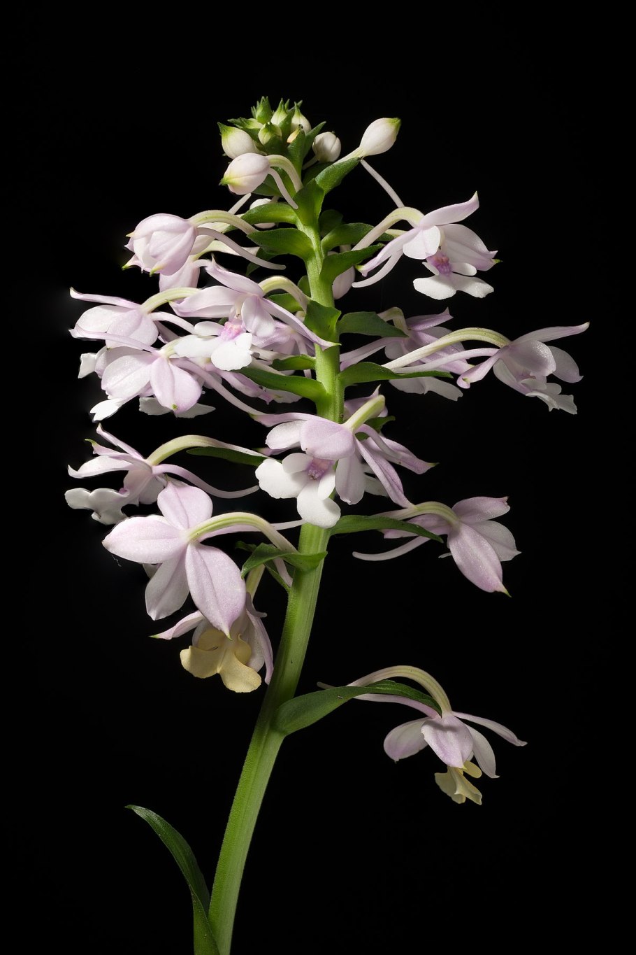 Бьютифул Орхидея