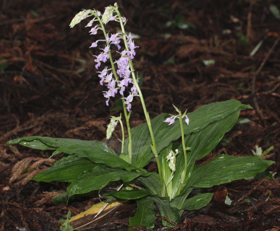 Каланта Сиболди (корр стриата)