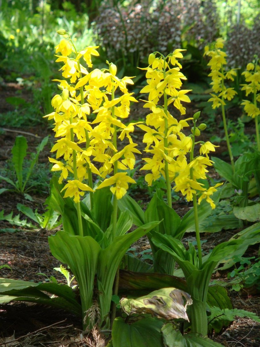 Каланта Тайланд