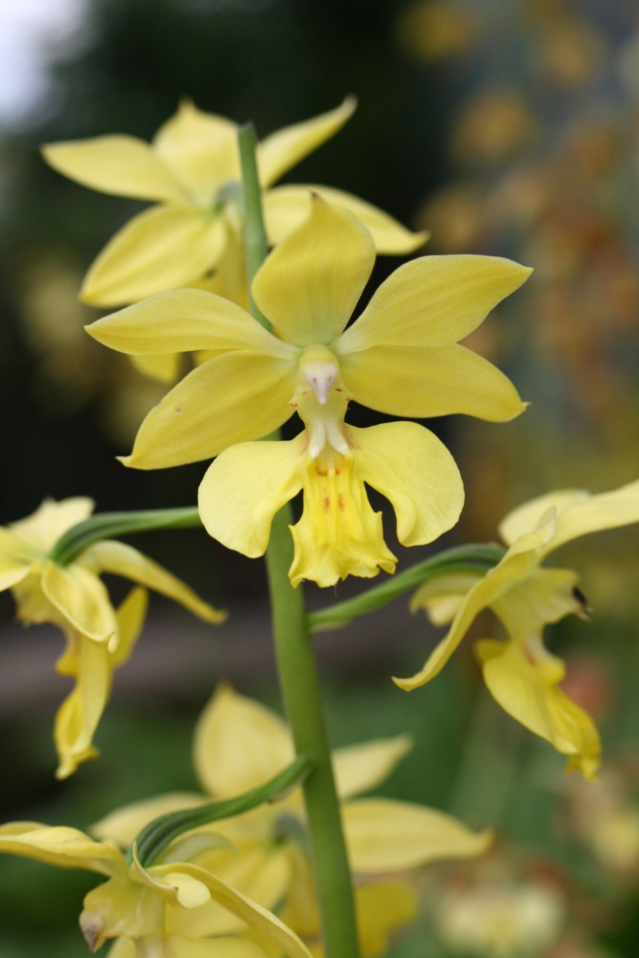 Каланта бело розовая