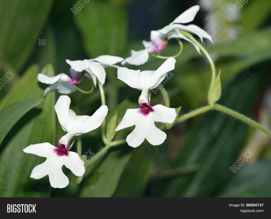 Каланта Сиболди