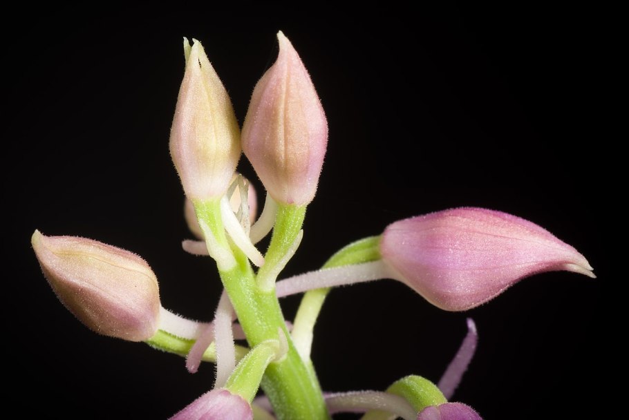 Каланта дуо