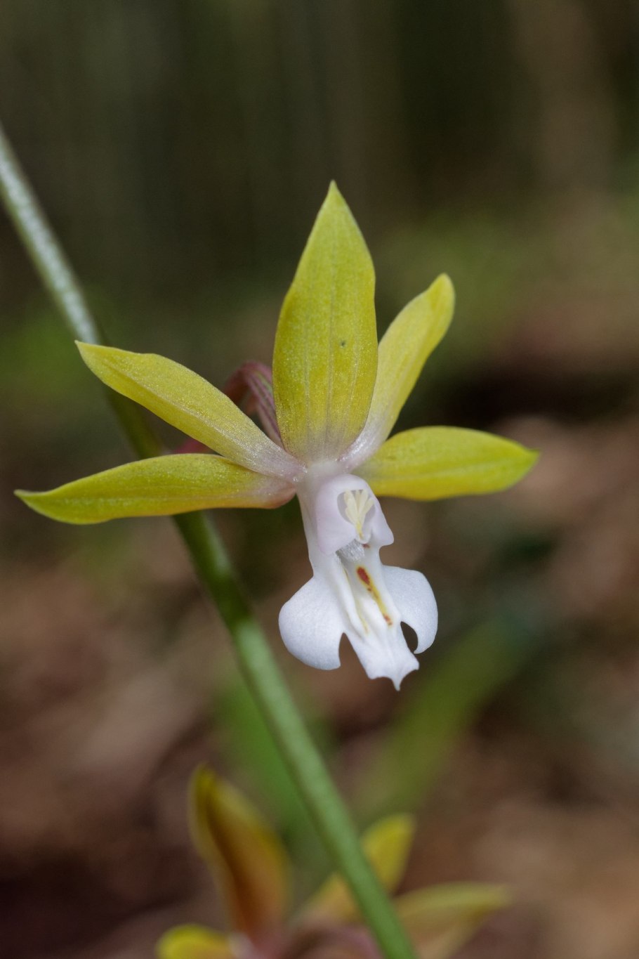 Каланта лекарство