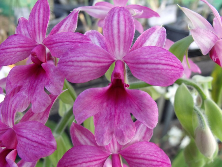 Calanthe Cardioglossa