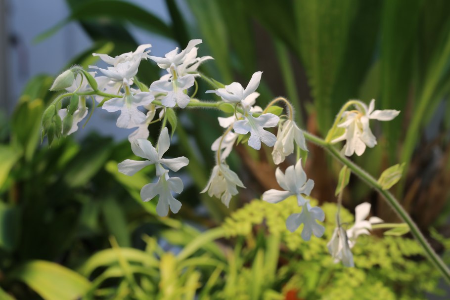 Каланта в первом сезоне