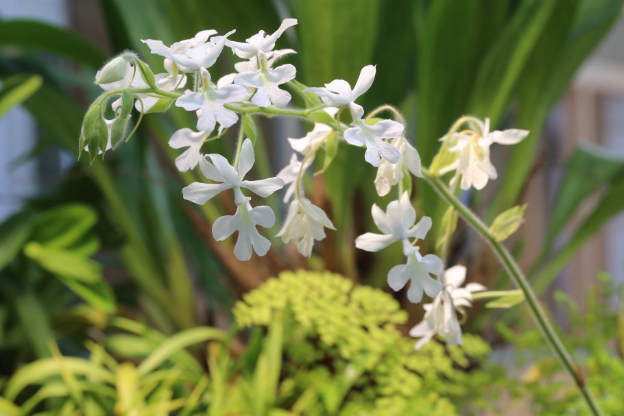 Каланта трёхскладчатая- Calanthe triplicata