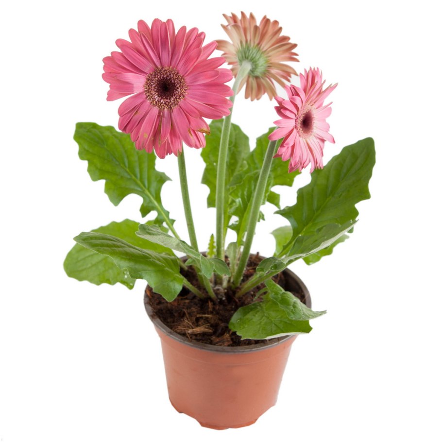 Гербера Джемсона из семян