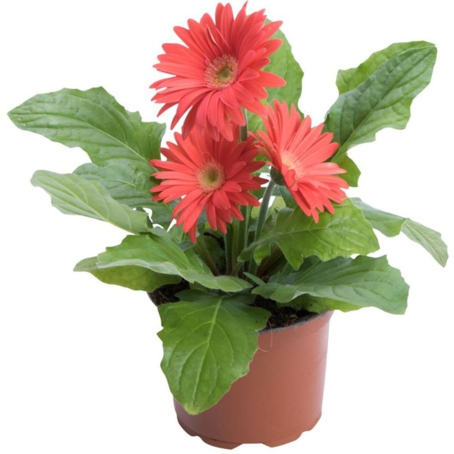 Гербера Джемсона комнатная