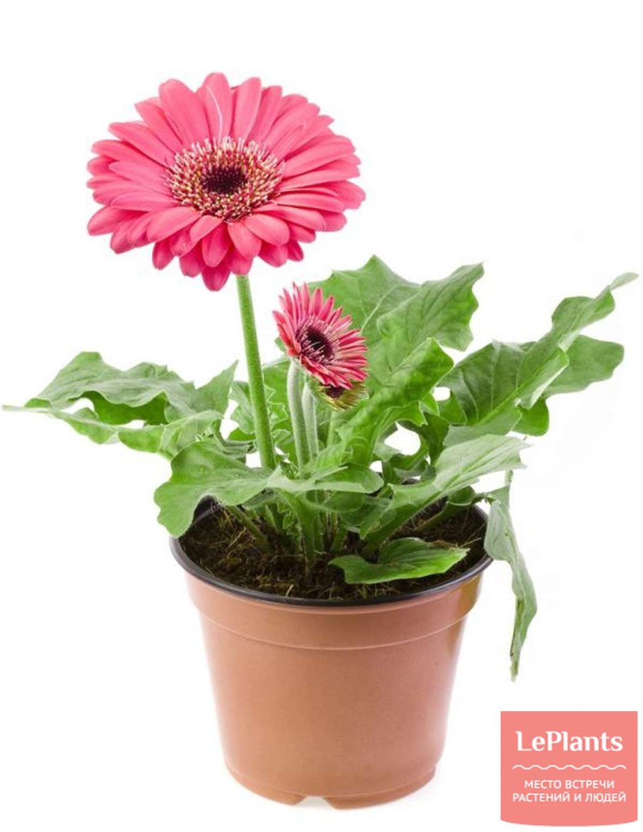 Гербера Джемсона комнатная