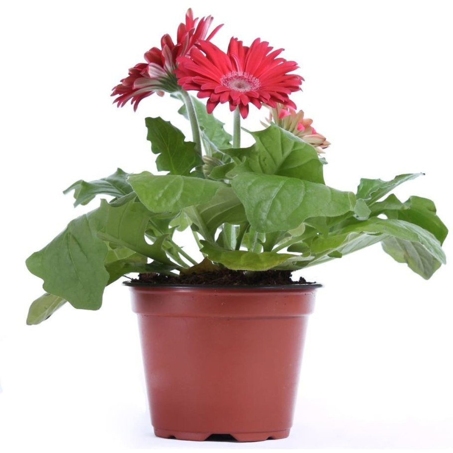 Гербера Джемсона комнатная